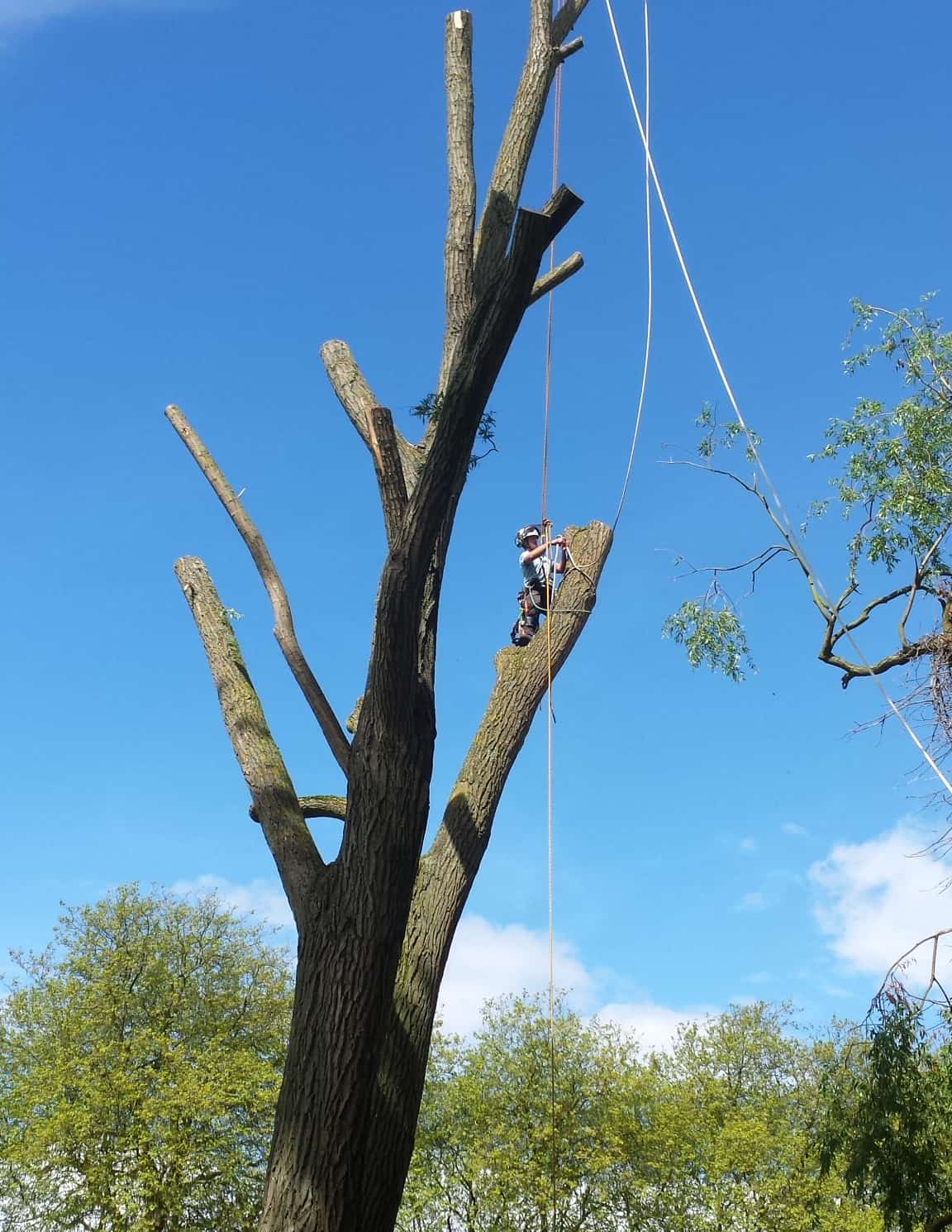 Tree Surgeon - Urban Treescapes Ltd